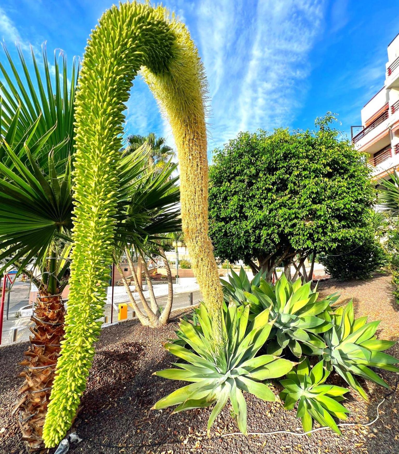Paulmarie Apartment In Olympia Playa de las Americas  Zewnętrze zdjęcie